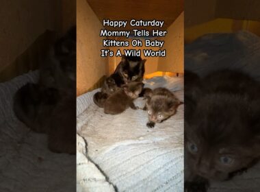 ママが子猫たちに「オー、ベイビー、ここはワイルドな世界よ！」って言う。#kittens #kittenlove #caturday #classicrock