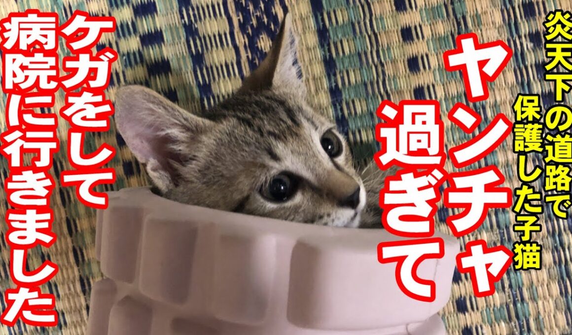 保護猫活動51 |子猫が 活発過ぎて怪我をしてしまいました