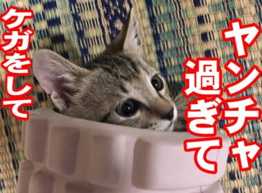 保護猫活動51 |子猫が 活発過ぎて怪我をしてしまいました
