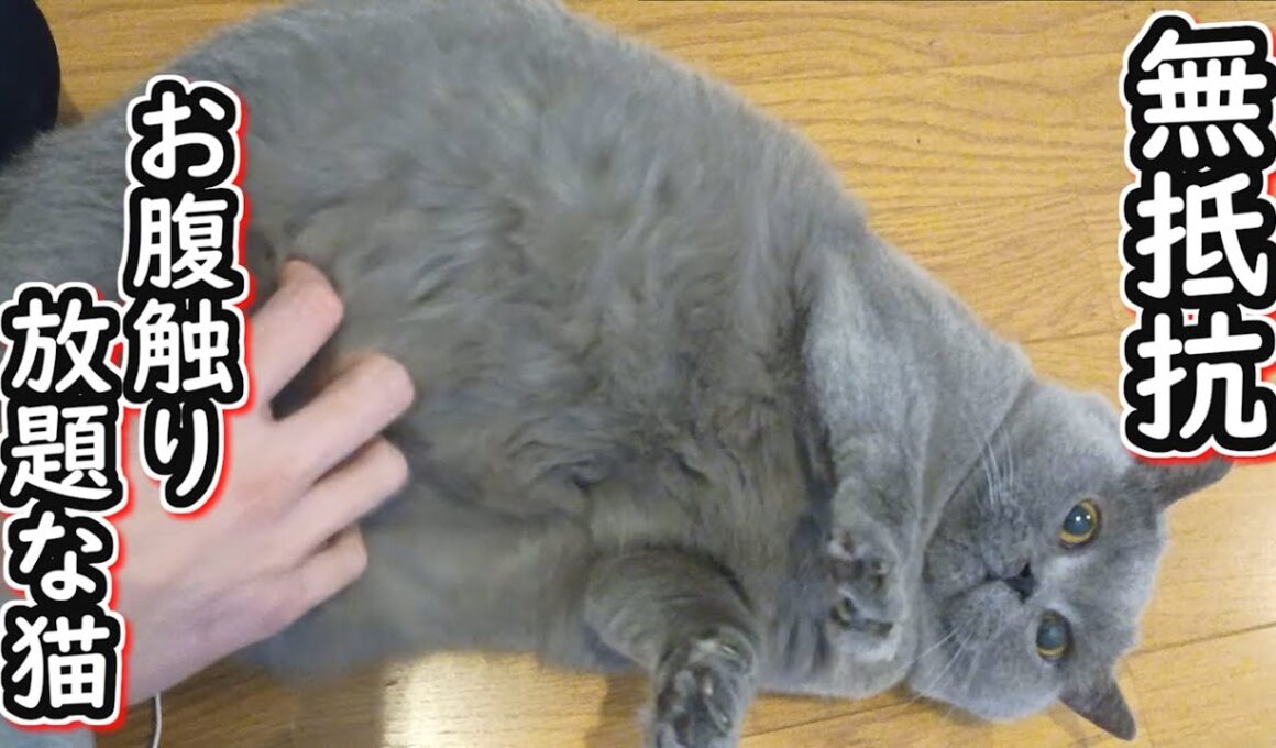 【保護猫】お腹触り放題の無抵抗ネコ【ブリティッシュショートヘア】