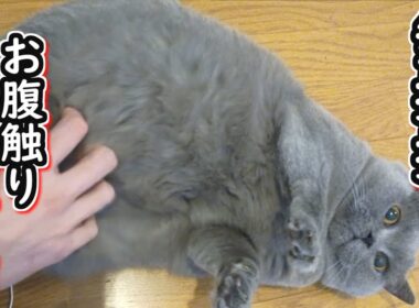 【保護猫】お腹触り放題の無抵抗ネコ【ブリティッシュショートヘア】
