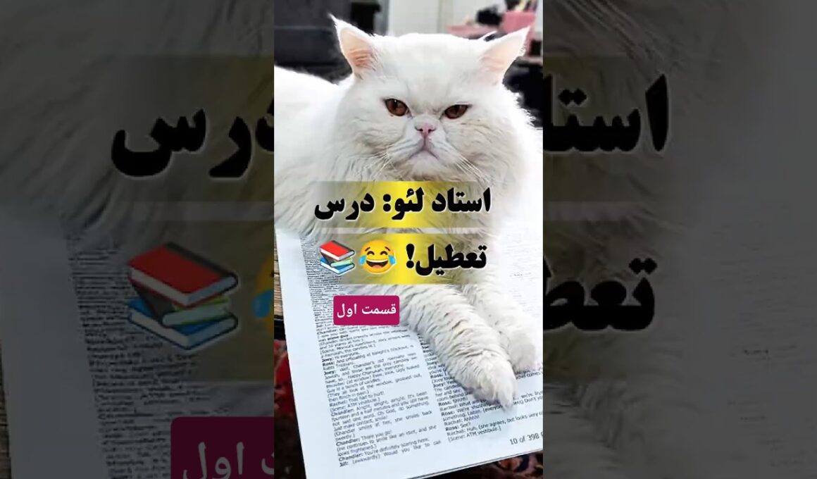 وقتی گربه‌ت نمیذاره زبان بخونی! 📚🐾 | Leo Persian Cat