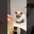 パンに恋してる🍞？パン切りを無表情で観察する猫🐱【トンキニーズ】In Love with Bread? Cat Watching the Slice #猫 #トンキニーズ #猫動画