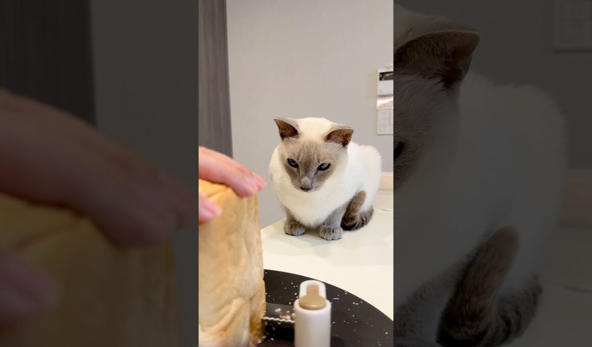 パンに恋してる🍞？パン切りを無表情で観察する猫🐱【トンキニーズ】In Love with Bread? Cat Watching the Slice #猫 #トンキニーズ #猫動画