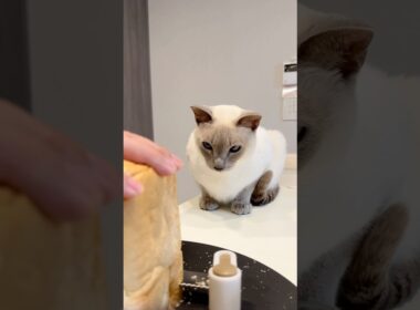 パンに恋してる🍞？パン切りを無表情で観察する猫🐱【トンキニーズ】In Love with Bread? Cat Watching the Slice #猫 #トンキニーズ #猫動画