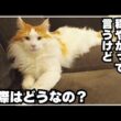 メインクーンの性格は穏やかで飼いやすい？４年過ごしてみた感想です