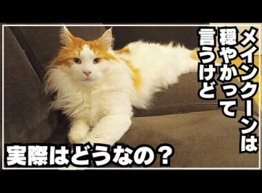 メインクーンの性格は穏やかで飼いやすい？４年過ごしてみた感想です