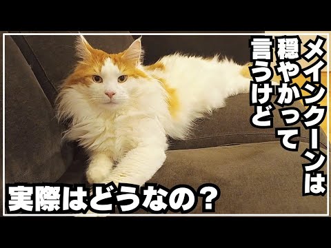 メインクーンの性格は穏やかで飼いやすい？４年過ごしてみた感想です