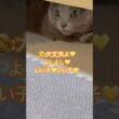 避難所⁉️ #猫 #ロシアンブルー #shorts