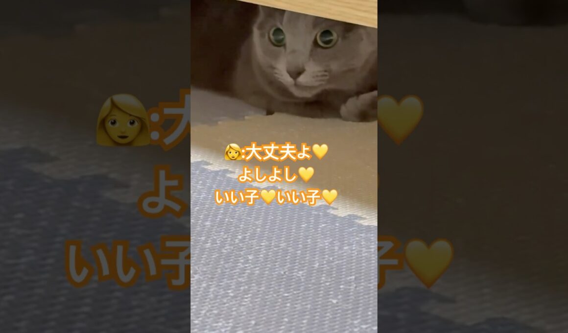 避難所⁉️ #猫 #ロシアンブルー #shorts