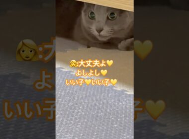 避難所⁉️ #猫 #ロシアンブルー #shorts