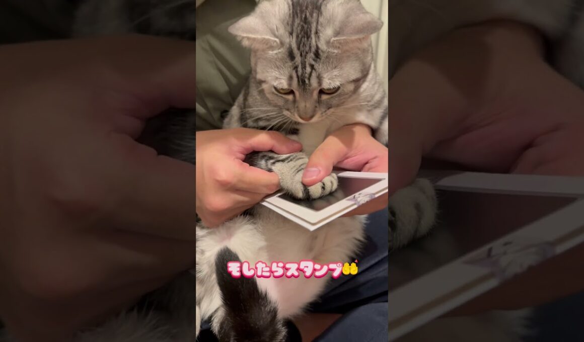 思い出作り #アメリカンショートヘア #アメショ #猫のいる暮らし #cat #猫 #子猫 #思い出 #手形