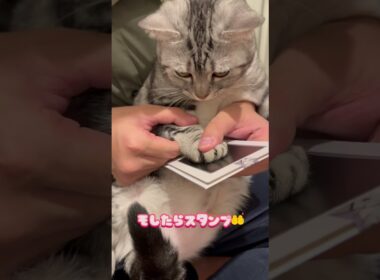 思い出作り #アメリカンショートヘア #アメショ #猫のいる暮らし #cat #猫 #子猫 #思い出 #手形