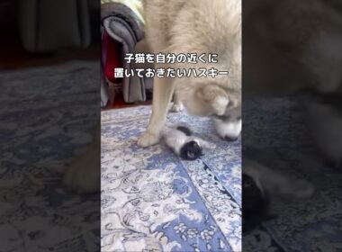 子猫をどこにも行かせたくないハスキーの愛が強すぎる #ハスキー #子猫 #猫 #shorts