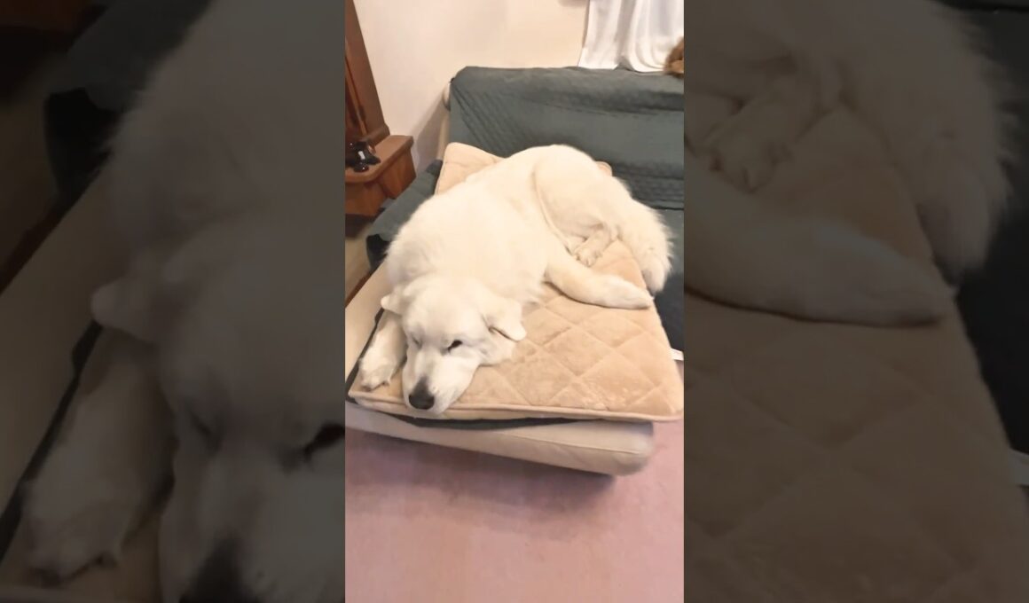 癒される時間  #greatpyrenees #グレートピレニーズ #スコティッシュフォールド #scottishfold