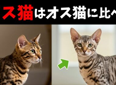 【猫の雑学】衝撃！メスとオスの違い【性格・行動の差】 #猫のいる生活 #猫好きさんと繋がりたい #猫飼いたい #猫のいる暮らし #ねこ部 #聞き流し