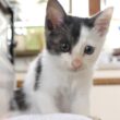 大ジャンプをして得意げな顔の子猫がかわいすぎ【赤ちゃん猫　保護猫】