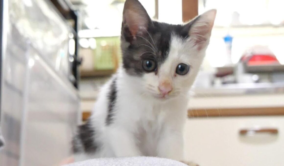 大ジャンプをして得意げな顔の子猫がかわいすぎ【赤ちゃん猫　保護猫】