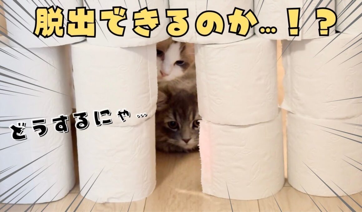 【子猫の挑戦】ラグドールとサイベリアンの猫姉妹がトイレットペーパーチャレンジ！|あたち日記#24