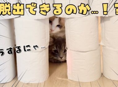 【子猫の挑戦】ラグドールとサイベリアンの猫姉妹がトイレットペーパーチャレンジ！|あたち日記#24