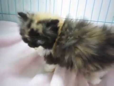 スコティッシュフォールドのロングのキャリコの女の子No17044