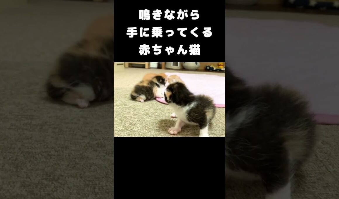 ミャーミャー鳴きながら手に乗ってくる赤ちゃん猫 #保護子猫