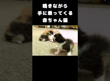 ミャーミャー鳴きながら手に乗ってくる赤ちゃん猫 #保護子猫
