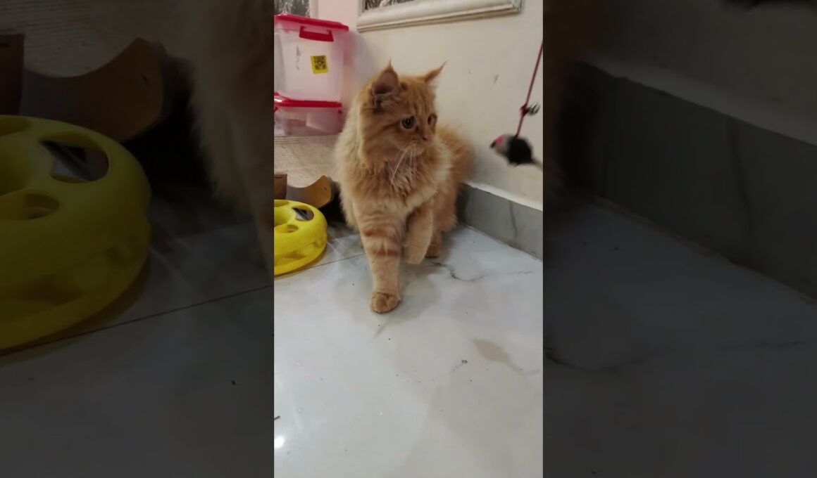 This little pookiee😻✨"#shorts #cat