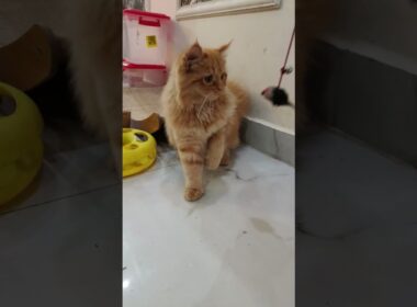 This little pookiee😻✨"#shorts #cat