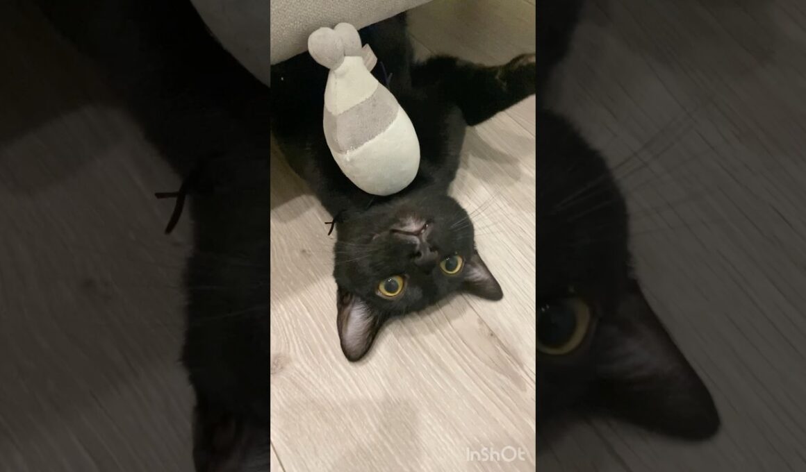 逆さまな子猫　#黒猫 #ボンベイ #cat #bombay #猫 #ネコ #猫のいる暮らし #ねこ #猫好きさんと繋がりたい #ねこ動画