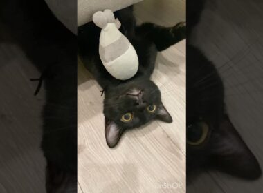 逆さまな子猫　#黒猫 #ボンベイ #cat #bombay #猫 #ネコ #猫のいる暮らし #ねこ #猫好きさんと繋がりたい #ねこ動画