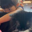 休日の騒がしさも受け入れた猫　ラガマフィン　サイベリアンThe cat embraced the hustle and bustle of the holidays.