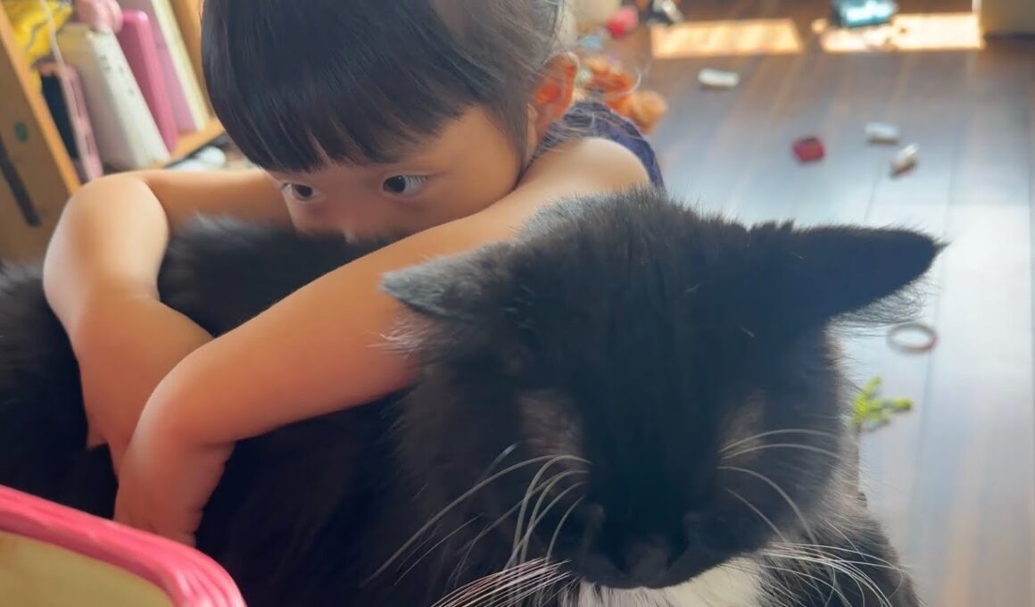 休日の騒がしさも受け入れた猫　ラガマフィン　サイベリアンThe cat embraced the hustle and bustle of the holidays.