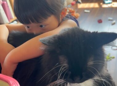 休日の騒がしさも受け入れた猫　ラガマフィン　サイベリアンThe cat embraced the hustle and bustle of the holidays.