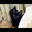 交通量が多い場所から子猫2匹を保護