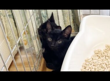 交通量が多い場所から子猫2匹を保護