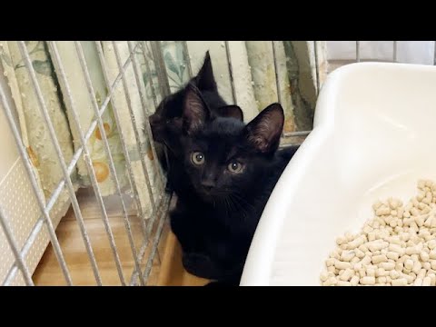 交通量が多い場所から子猫2匹を保護