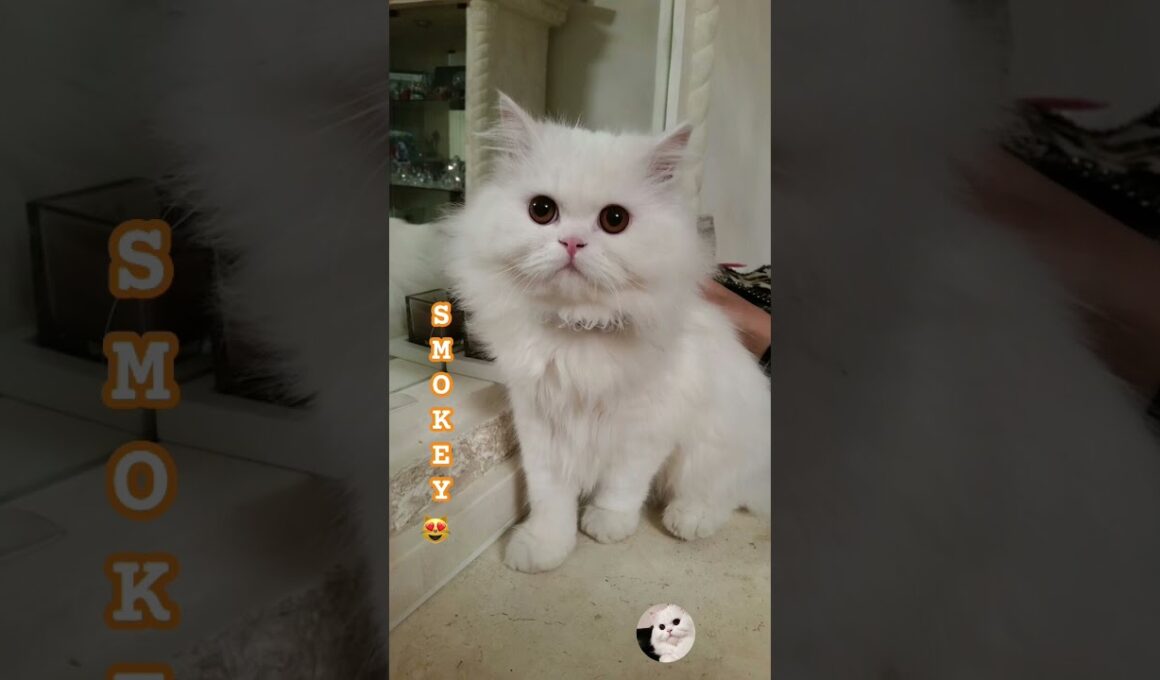 Tiny paws, big attitude. Say hi to Smokey! 🐾#cat #funny #shezadiukvlogs