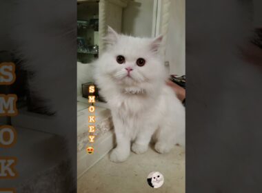 Tiny paws, big attitude. Say hi to Smokey! 🐾#cat #funny #shezadiukvlogs