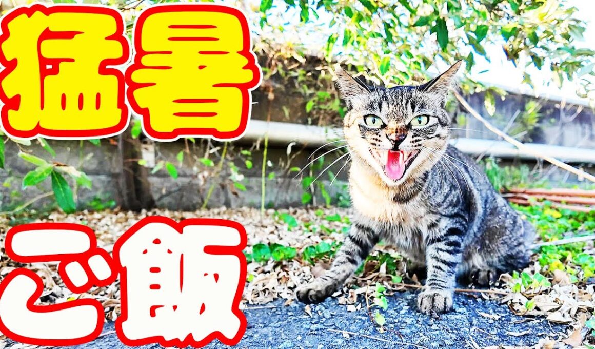 猛暑日に猫たちにご飯をもっていくと・・・ さくらねこたちへのエサやり プラダちゃんとキジトラ猫