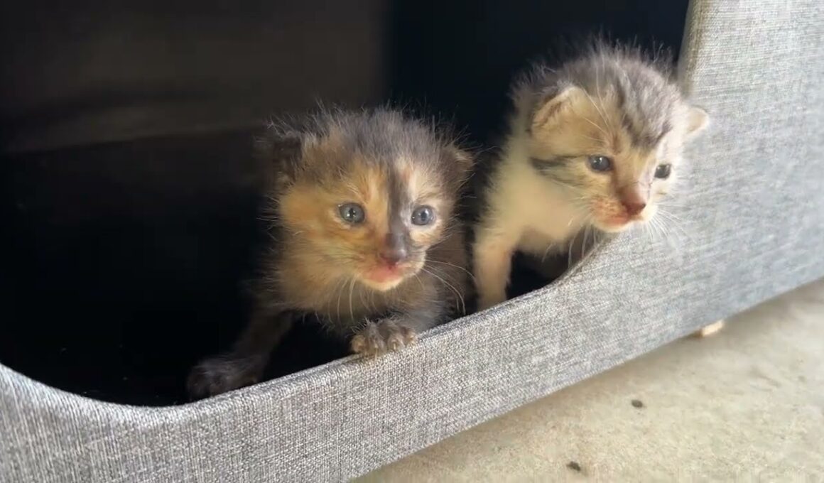 【床下に子猫】野良猫が床下で子育てを始めました…