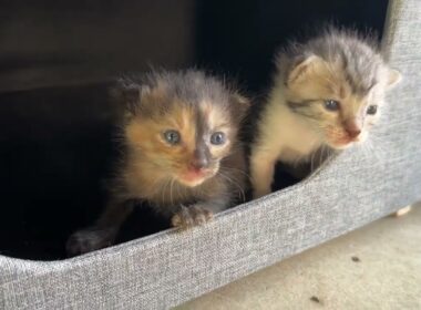 【床下に子猫】野良猫が床下で子育てを始めました…