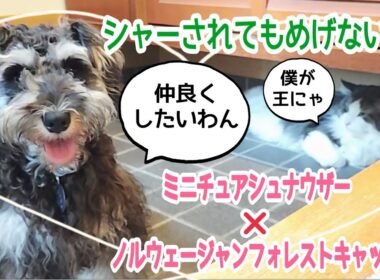 今日のわんにゃん#ノルウェージャンフォレストキャット #ミニチュアシュナウザー#犬と猫のいる暮らし