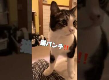 【猫パンチ❗️】ダースベーダ級の迫力‼️#cat #cat #猫 #猫パンチ　#shorts #ダースベーダ