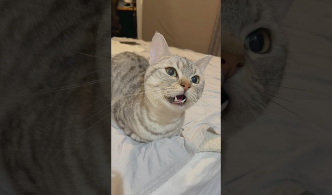 よく鳴くマンチカン。 #cat #猫