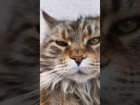 Maine Coon