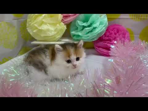 スコティッシュフォールド キャリコ(ロング)の女の子♡