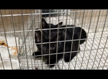 痩せた子猫2匹を保護しました