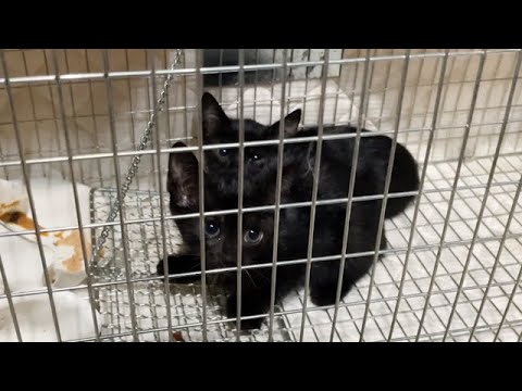 痩せた子猫2匹を保護しました