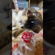キジシロのルル、シャムの子ネコ雫をナメナメ。時折、雫の目を目隠し